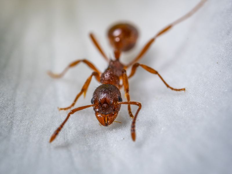 Ant Control