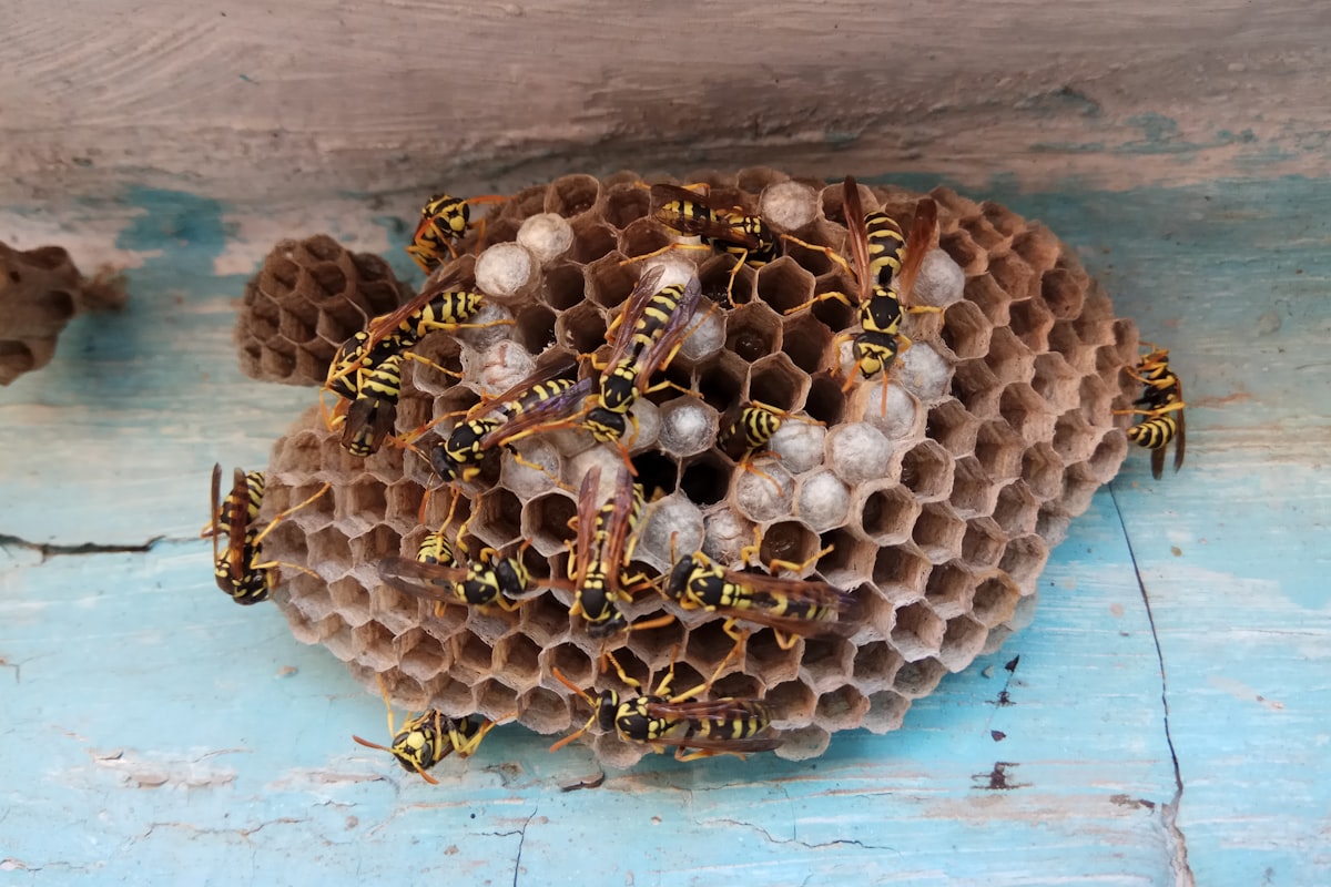Bees & Wasps