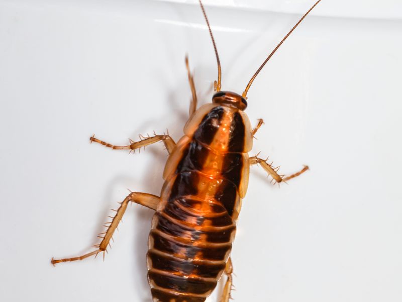 Cockroach Removal
