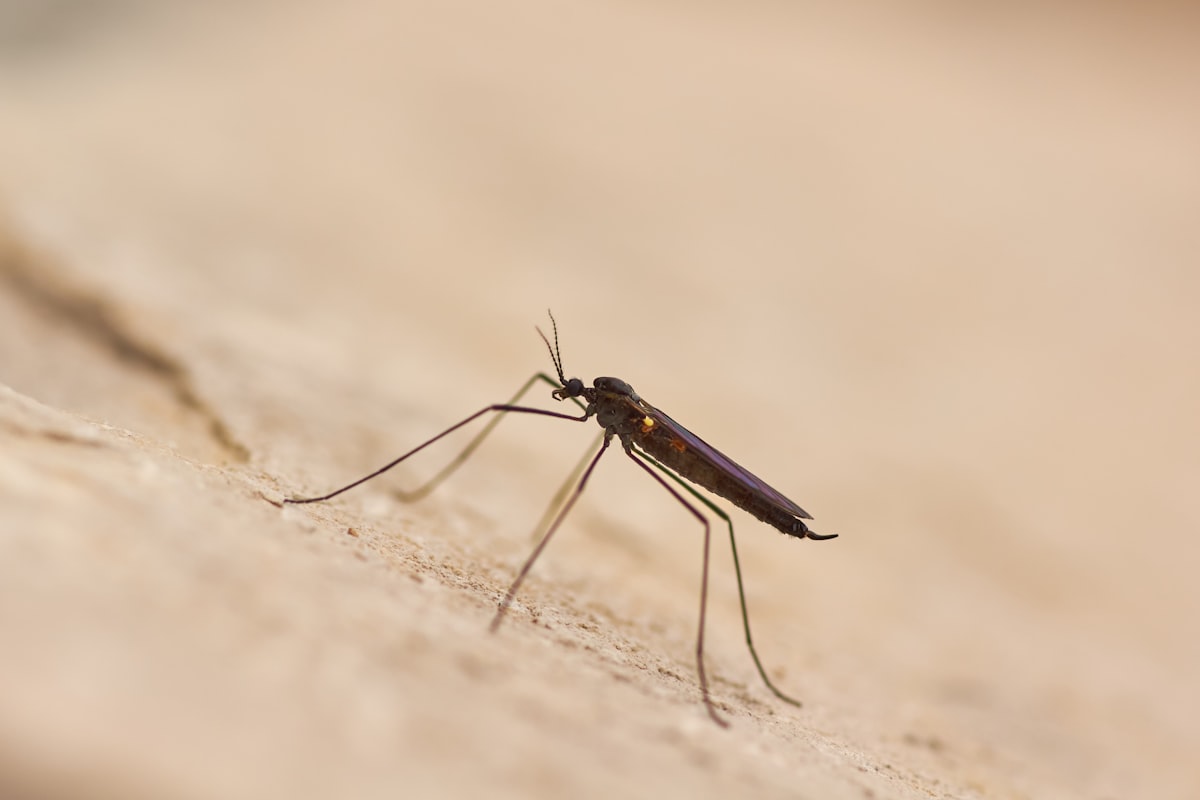 Mosquito Reduction
