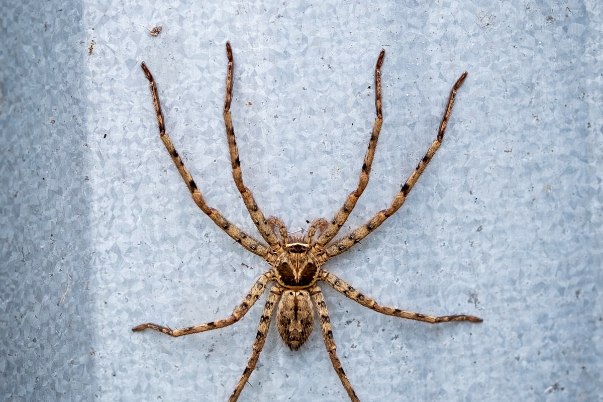 Spider & Web Control
