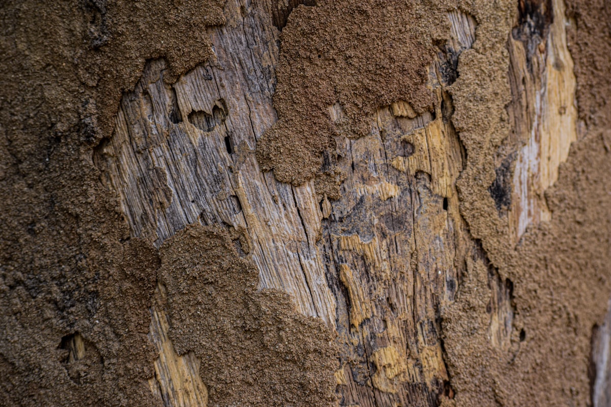 Termite Defense